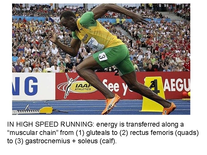 1 2 3 IN HIGH SPEED RUNNING: energy is transferred along a “muscular chain”