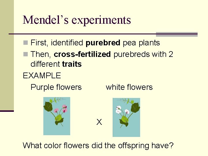 Mendel’s experiments n First, identified purebred pea plants n Then, cross-fertilized purebreds with 2