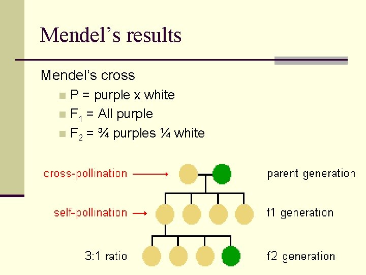 Mendel’s results Mendel’s cross P = purple x white n F 1 = All