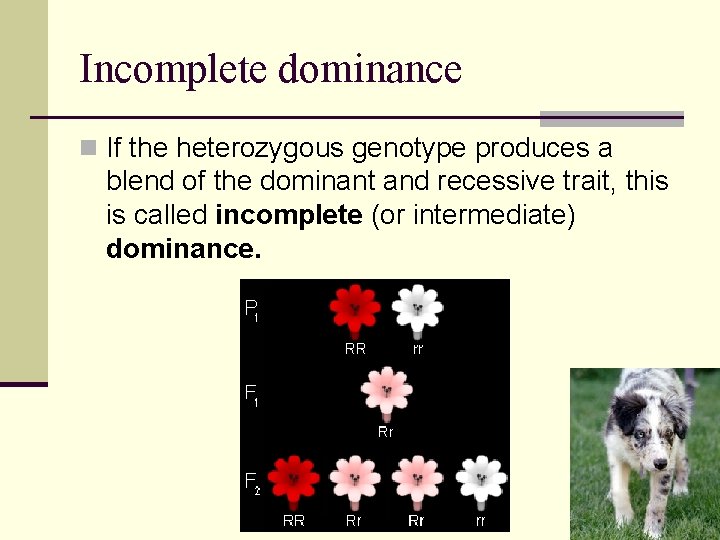 Incomplete dominance n If the heterozygous genotype produces a blend of the dominant and