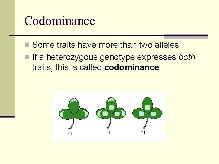 Codominance n Some traits have more than two alleles n If a heterozygous genotype