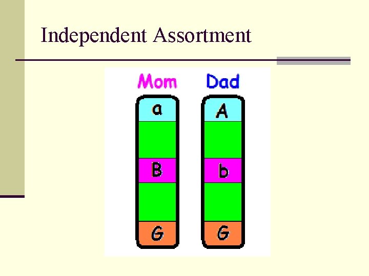 Independent Assortment 