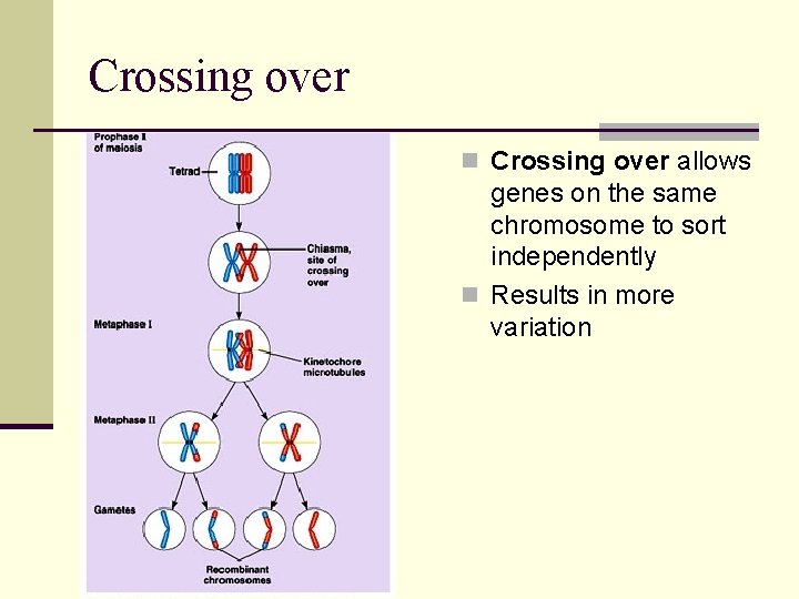 Crossing over n Crossing over allows genes on the same chromosome to sort independently