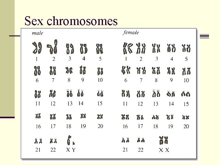 Sex chromosomes 