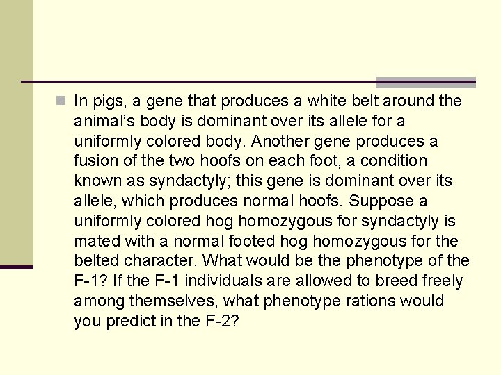 n In pigs, a gene that produces a white belt around the animal’s body