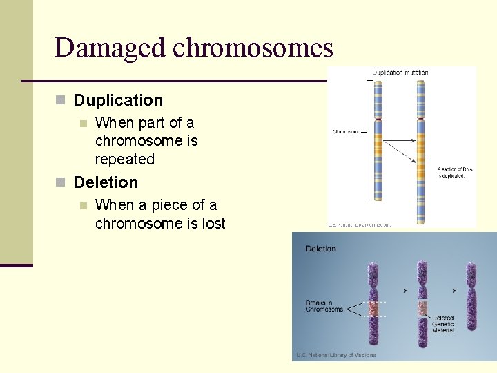 Damaged chromosomes n Duplication n When part of a chromosome is repeated n Deletion