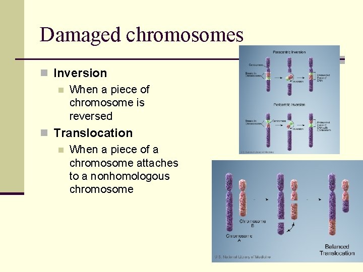 Damaged chromosomes n Inversion n When a piece of chromosome is reversed n Translocation