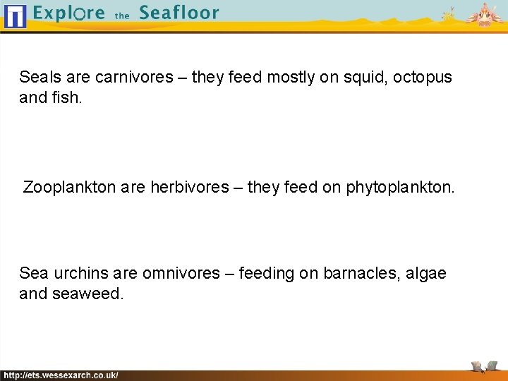 Seals are carnivores – they feed mostly on squid, octopus and fish. Zooplankton are