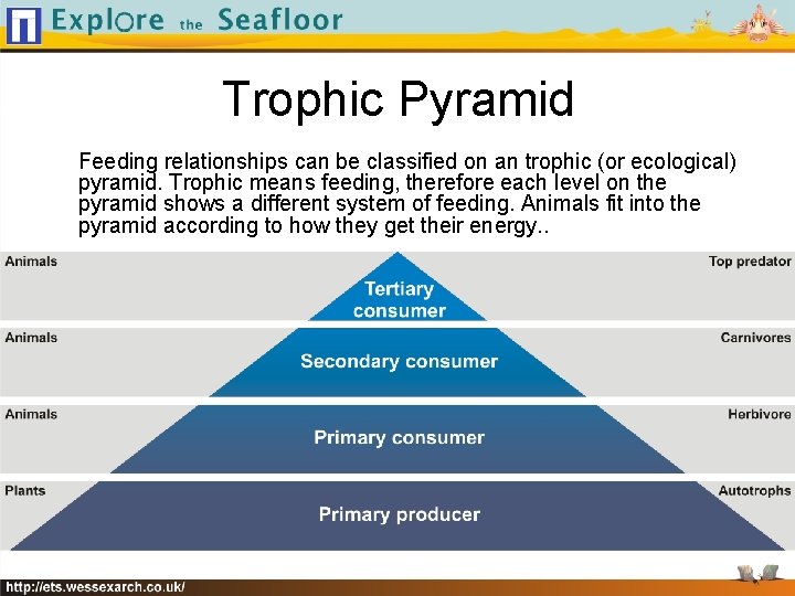 Trophic Pyramid Feeding relationships can be classified on an trophic (or ecological) pyramid. Trophic