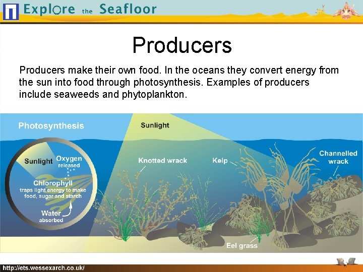 Producers make their own food. In the oceans they convert energy from the sun