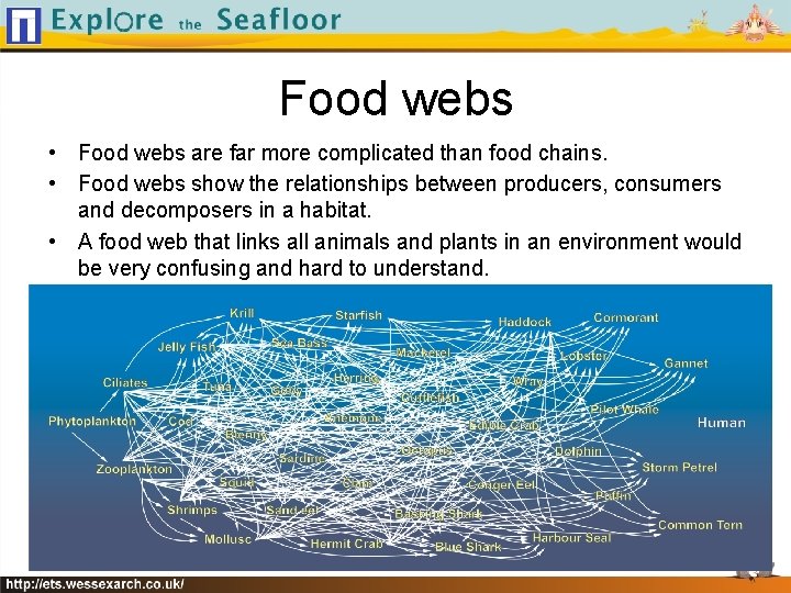 Food webs • Food webs are far more complicated than food chains. • Food