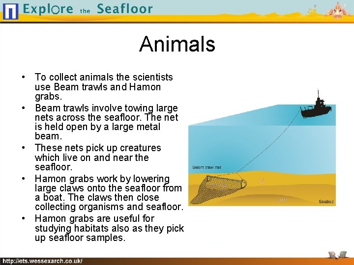 Animals • To collect animals the scientists use Beam trawls and Hamon grabs. •