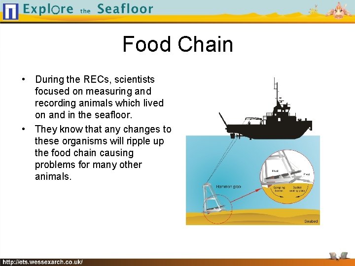 Food Chain • During the RECs, scientists focused on measuring and recording animals which