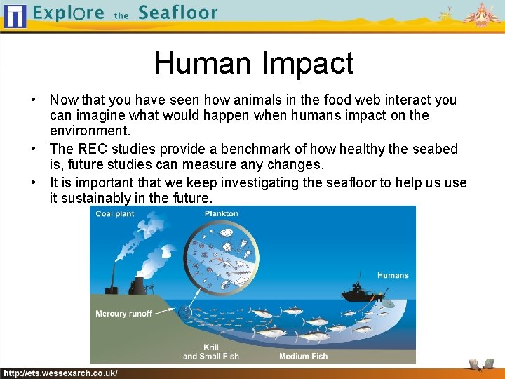 Human Impact • Now that you have seen how animals in the food web