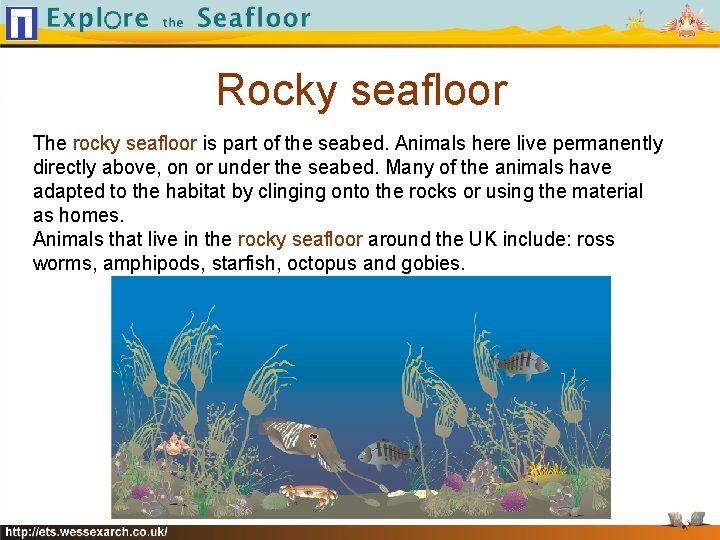 Rocky seafloor The rocky seafloor is part of the seabed. Animals here live permanently