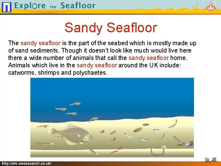 Sandy Seafloor The sandy seafloor is the part of the seabed which is mostly