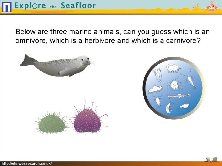 Below are three marine animals, can you guess which is an omnivore, which is