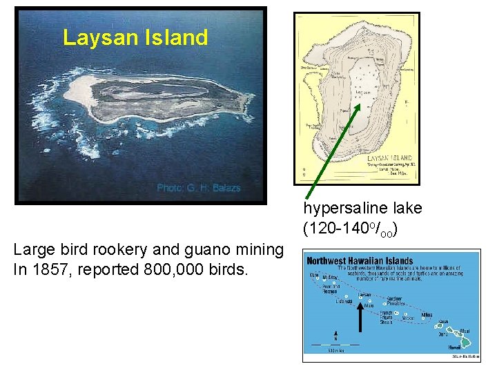 Laysan Island hypersaline lake (120 -140 o/oo) Large bird rookery and guano mining In