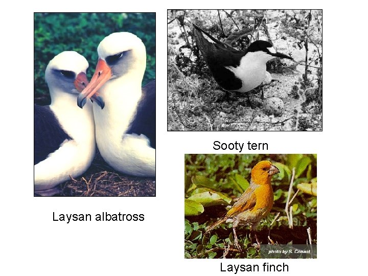 Sooty tern Laysan albatross Laysan finch 