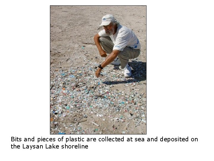 Bits and pieces of plastic are collected at sea and deposited on the Laysan