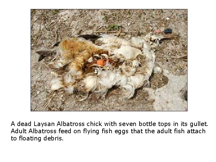 A dead Laysan Albatross chick with seven bottle tops in its gullet. Adult Albatross