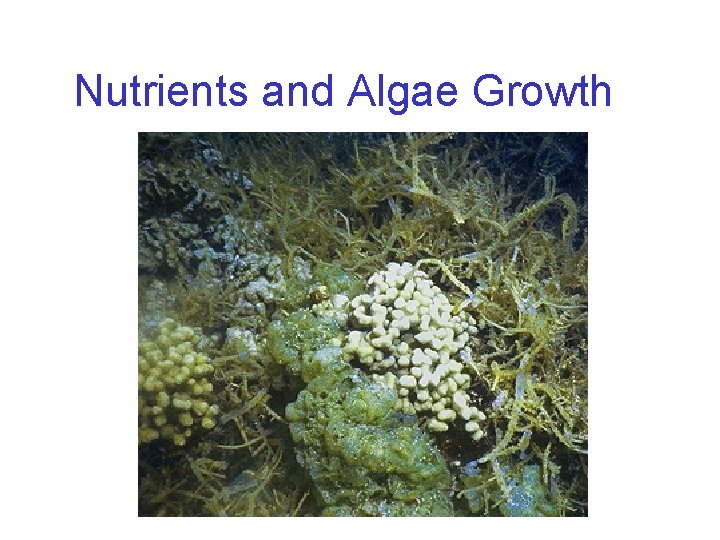 Nutrients and Algae Growth 