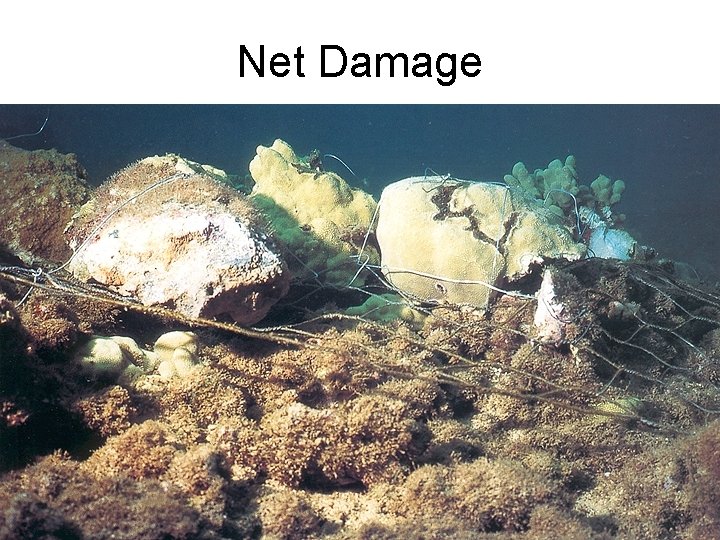 Net Damage 