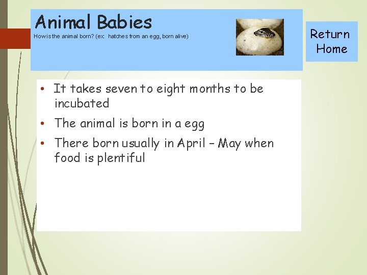 Animal Babies How is the animal born? (ex: hatches from an egg, born alive)