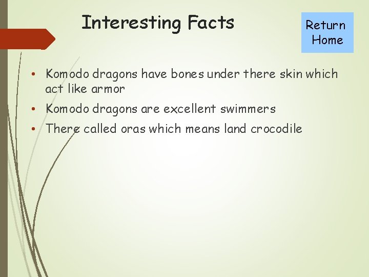 Interesting Facts Return Home • Komodo dragons have bones under there skin which act