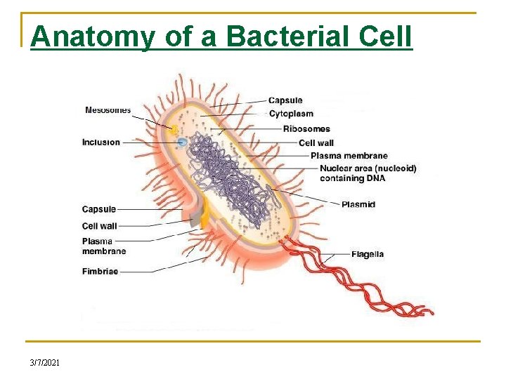 Anatomy of a Bacterial Cell 3/7/2021 