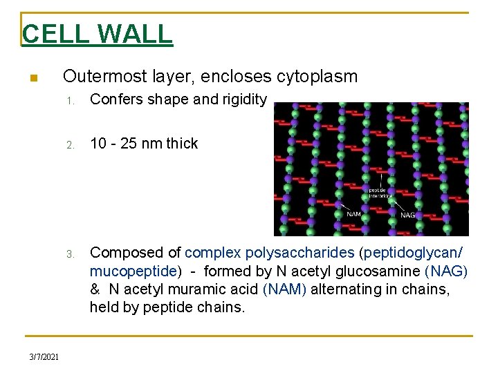 CELL WALL n 3/7/2021 Outermost layer, encloses cytoplasm 1. Confers shape and rigidity 2.