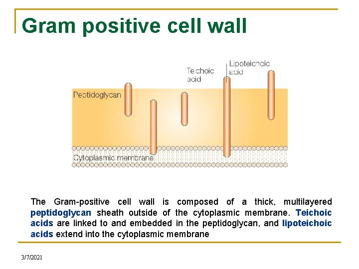 Gram positive cell wall The Gram-positive cell wall is composed of a thick, multilayered