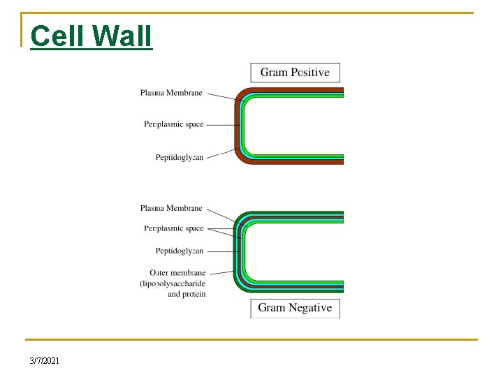Cell Wall 3/7/2021 