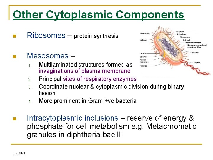 Other Cytoplasmic Components n Ribosomes – protein synthesis n Mesosomes – 1. 2. 3.