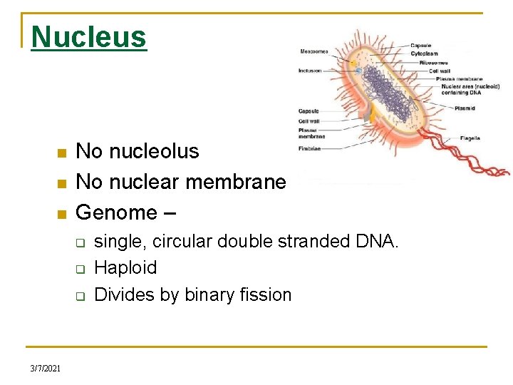Nucleus n n n No nucleolus No nuclear membrane Genome – q q q