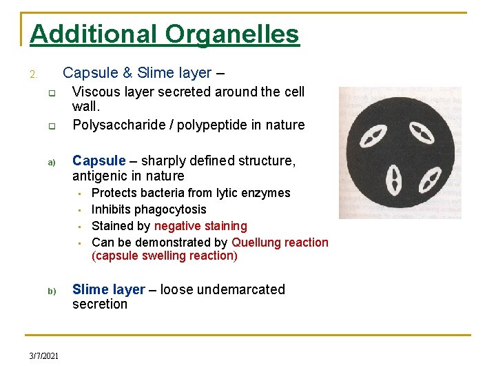 Additional Organelles Capsule & Slime layer – 2. q q a) Viscous layer secreted