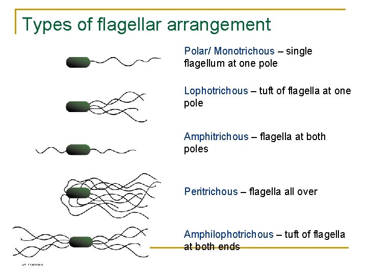 Types of flagellar arrangement Polar/ Monotrichous – single flagellum at one pole Lophotrichous –