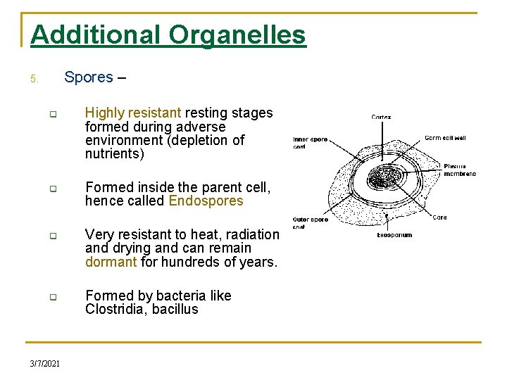 Additional Organelles Spores – 5. q q 3/7/2021 Highly resistant resting stages formed during