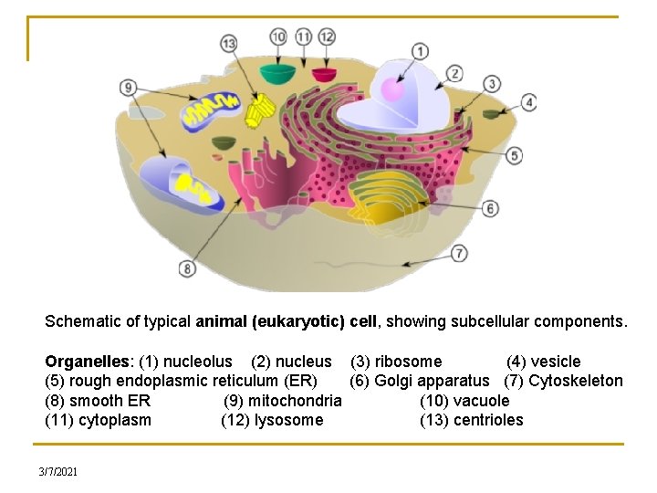 Schematic of typical animal (eukaryotic) cell, showing subcellular components. Organelles: (1) nucleolus (2) nucleus