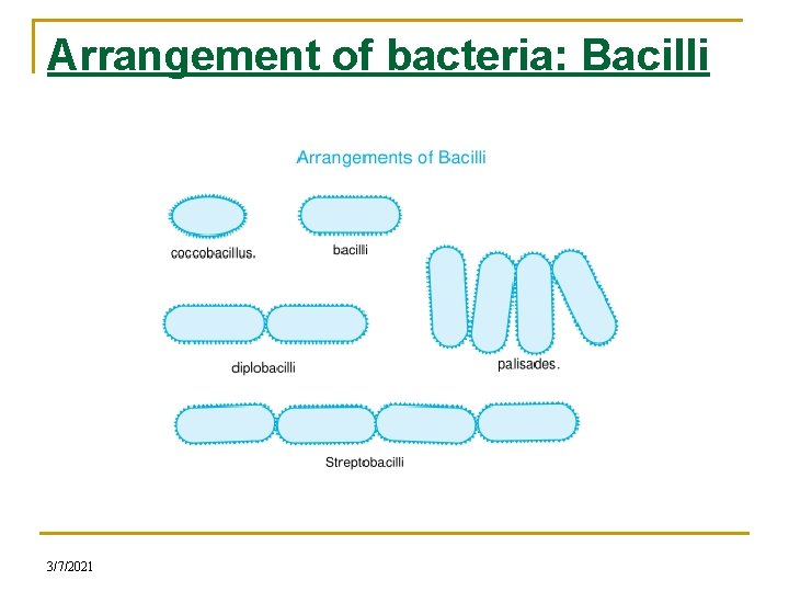 Arrangement of bacteria: Bacilli 3/7/2021 