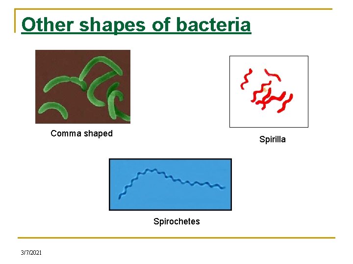 Other shapes of bacteria Comma shaped Spirilla Spirochetes 3/7/2021 
