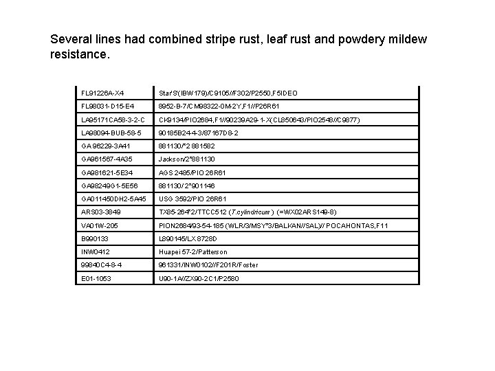 Several lines had combined stripe rust, leaf rust and powdery mildew resistance. FL 91226