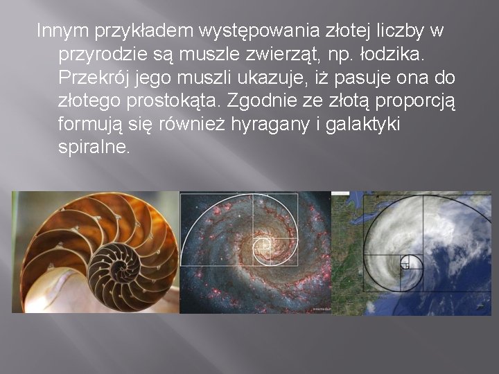 Innym przykładem występowania złotej liczby w przyrodzie są muszle zwierząt, np. łodzika. Przekrój jego