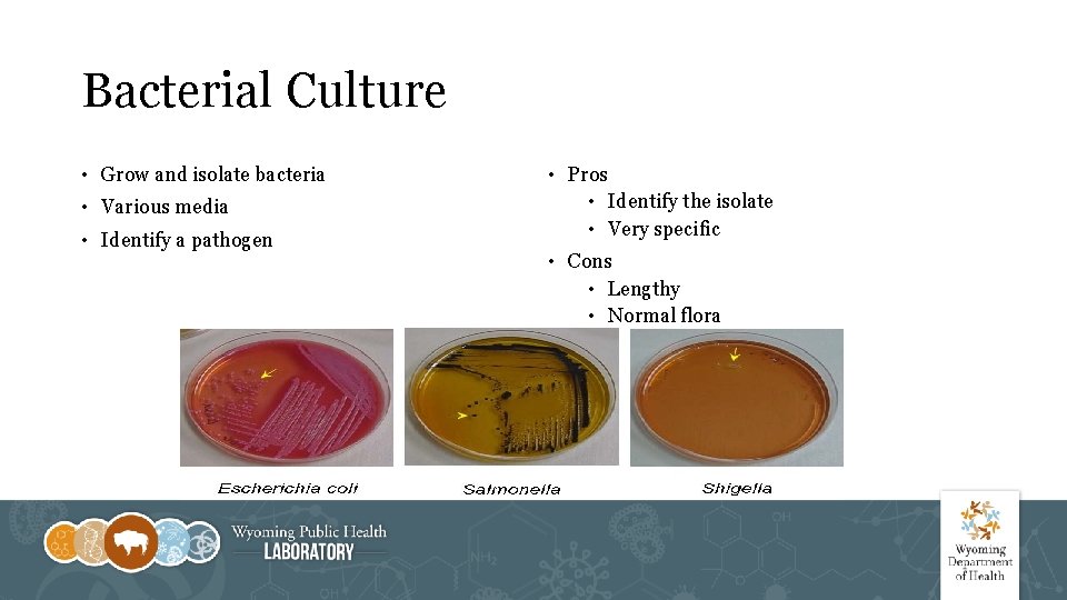 Bacterial Culture • Grow and isolate bacteria • Various media • Identify a pathogen