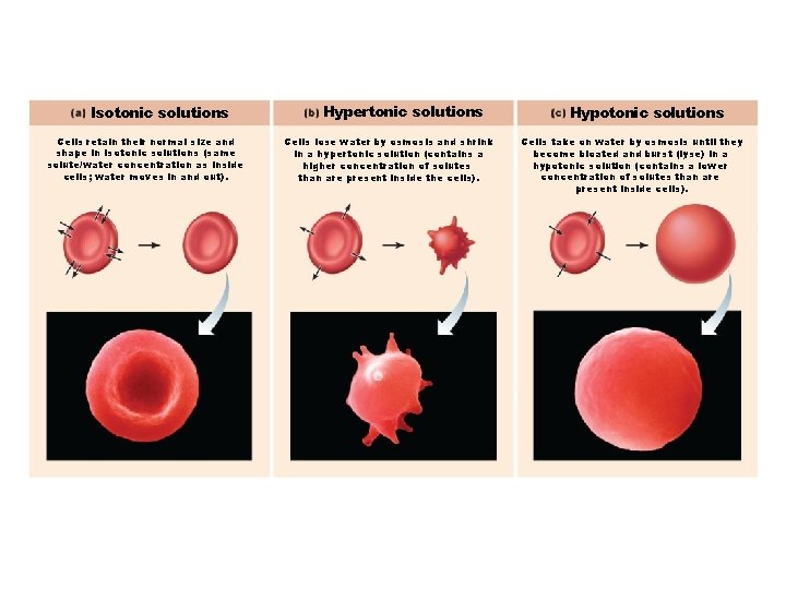 Figure 3. 9 The effect of solutions of varying tonicities on living red blood