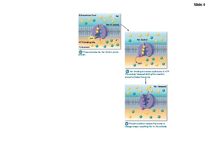 Figure 3. 10 Primary active transport is the process in which solutes are moved Figure 3. 10 Primary active transport is the process in which solutes are moved
