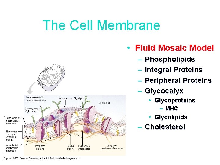 The Cell Membrane • Fluid Mosaic Model – – Phospholipids Integral Proteins Peripheral Proteins