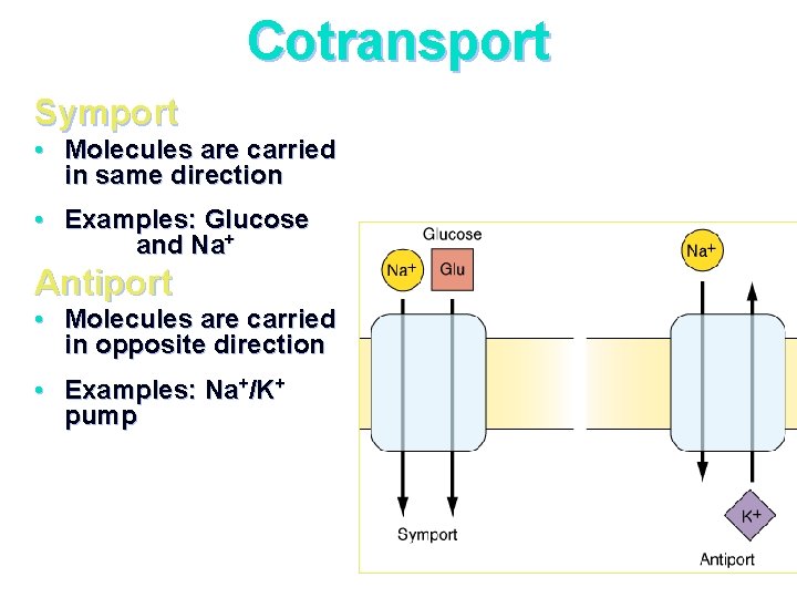 Cotransport Symport • Molecules are carried in same direction • Examples: Glucose and Na+