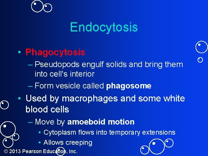 Endocytosis • Phagocytosis – Pseudopods engulf solids and bring them into cell's interior –
