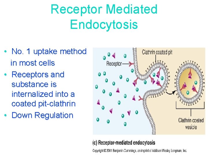 Receptor Mediated Endocytosis • No. 1 uptake method in most cells • Receptors and